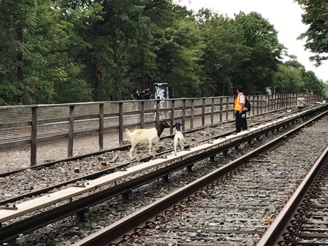 The goats when they were first spotted on the tracks